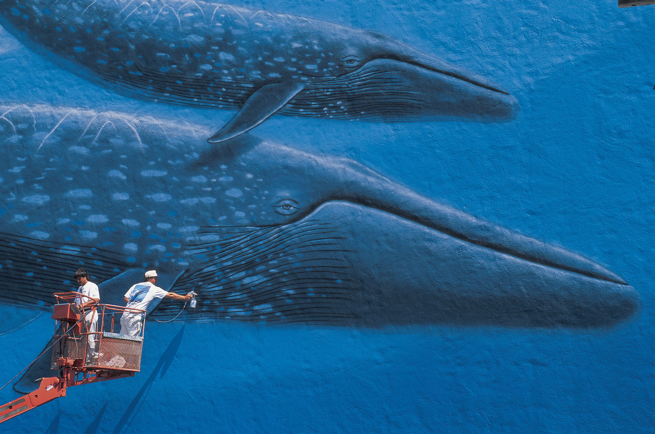 Painting Blue Whales Photo Release