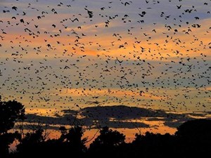 ATI -Zambian Bats