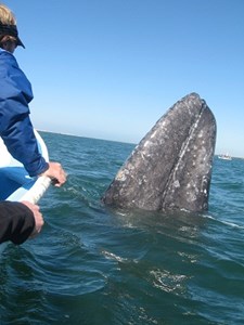Baja Whale Watching