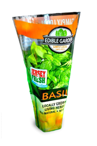 Living Basil