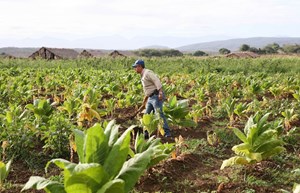 Tobacco worker in the Dominican Republic 