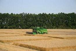 Replicated Trial Plot Harvesting 2011, Kharkov, Ukraine.