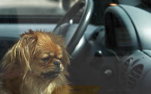 iStock_000001845270MediumDoginHotCar_small