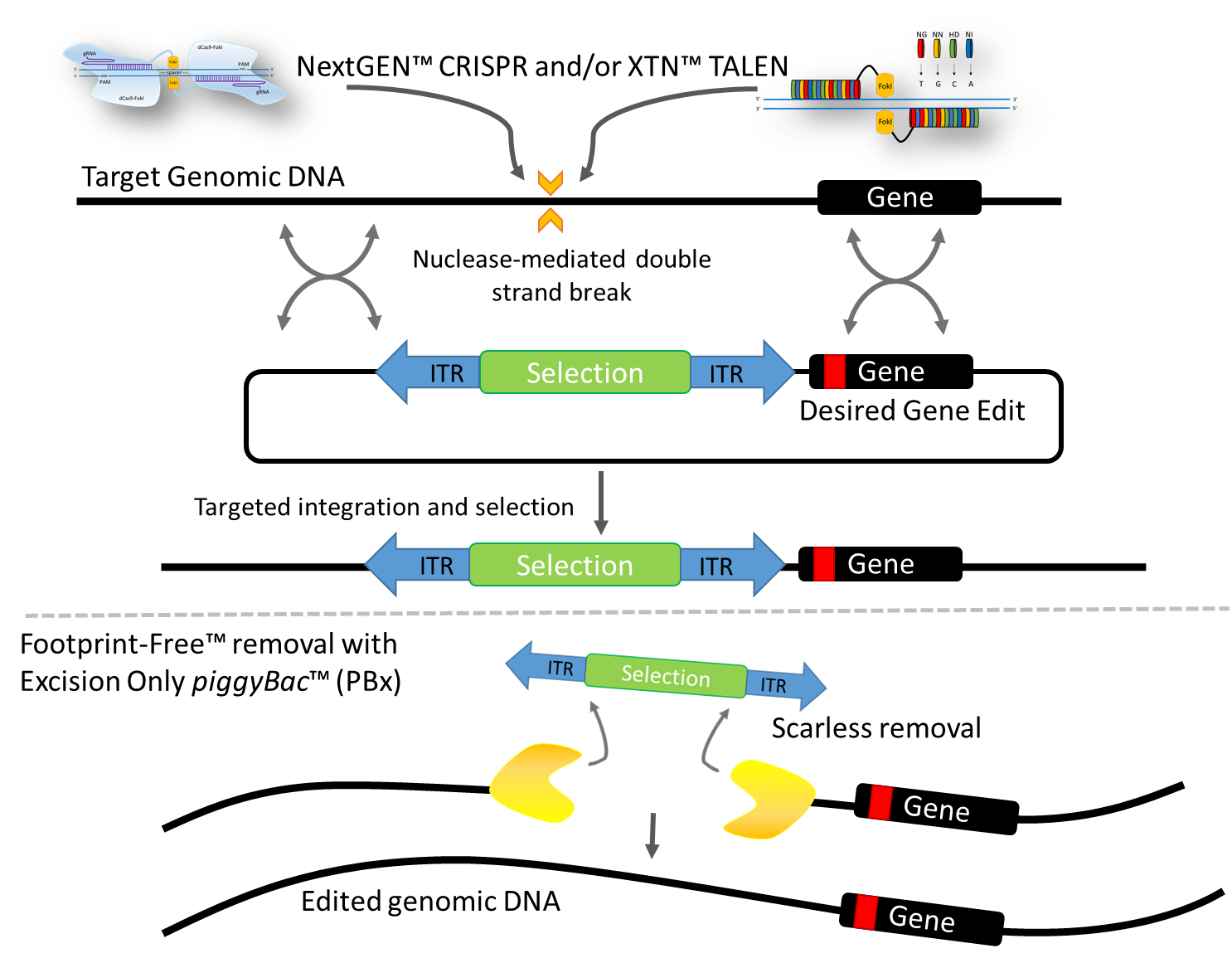 How Footprint-Free(TM) Gene Editing Works