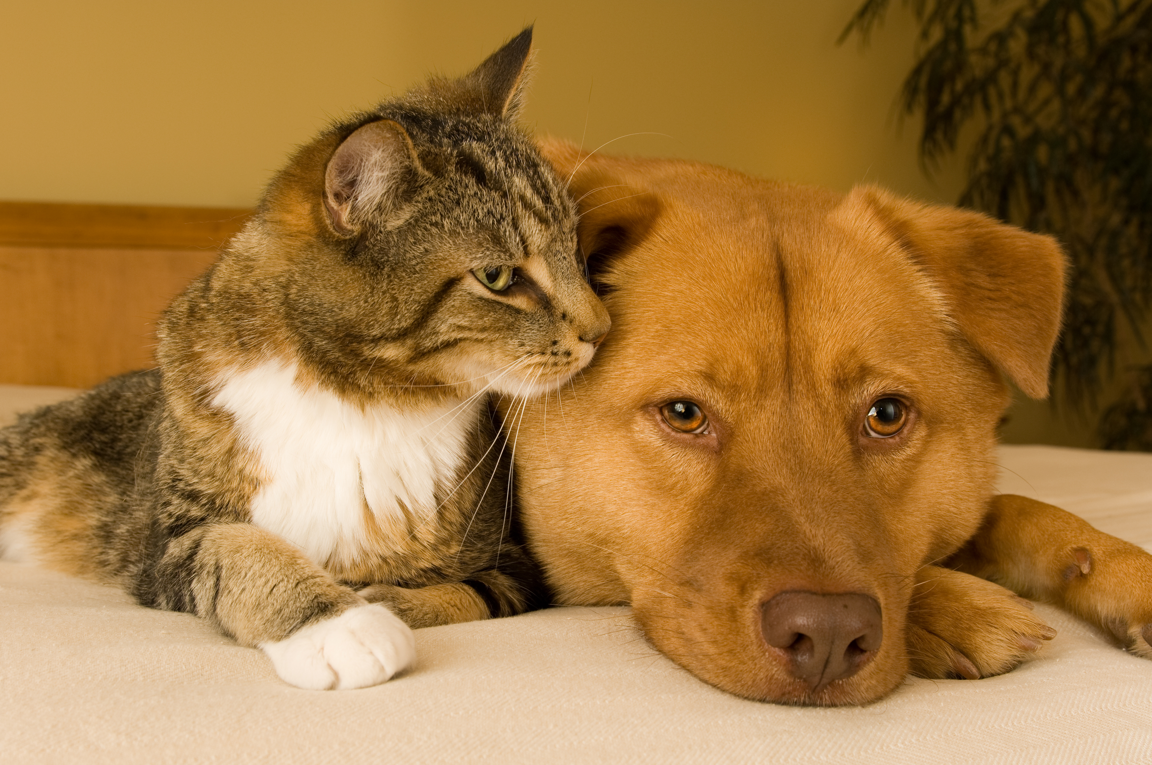Free Spaying or Neutering for Dogs and Cats.