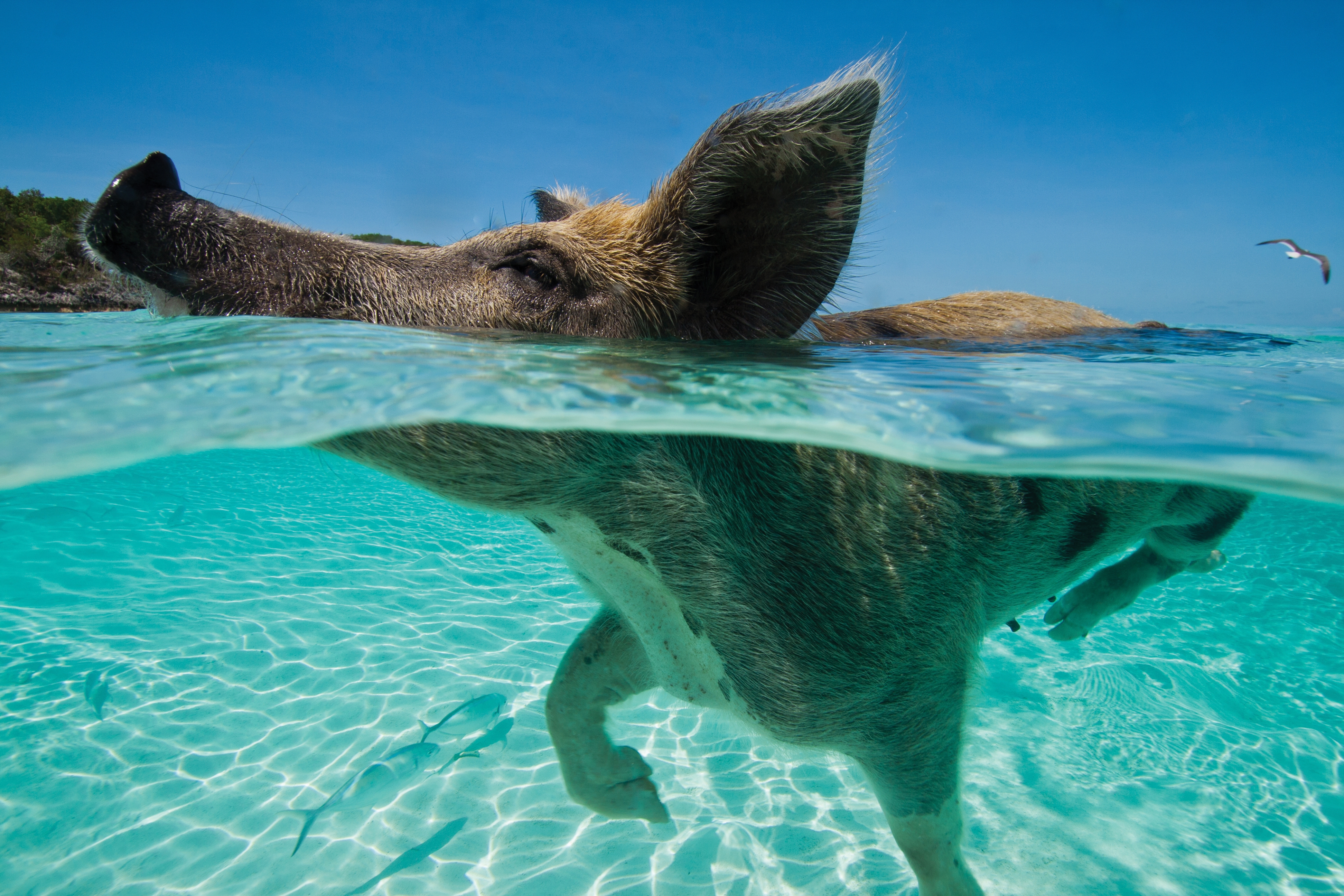 Swimming Pig