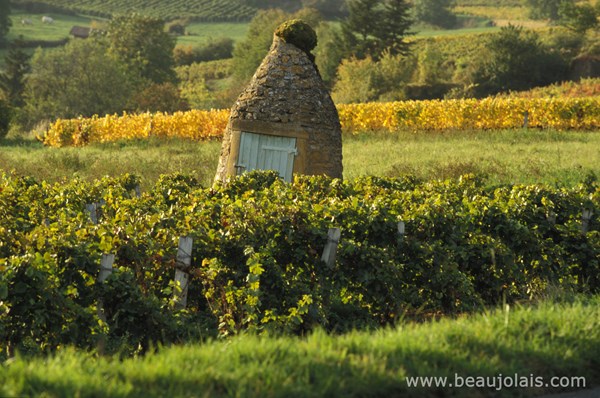 Beaujolais - Vineyards in Beaujolais - Daniel Gillet Inter Beaujolais (2)