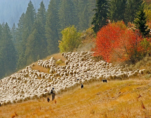 MICHAEL EDMINSTER Indian Summer with the sheep-red