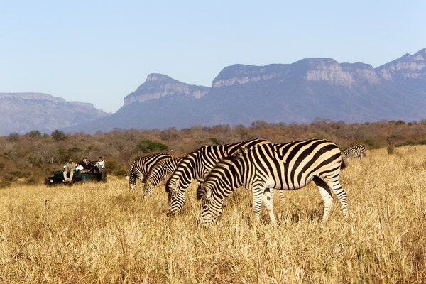 kapama-activities-zebra-on-kapama-game-drive_lg