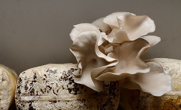 store_06_storefront_mushroom_farm_JI_N6_medium