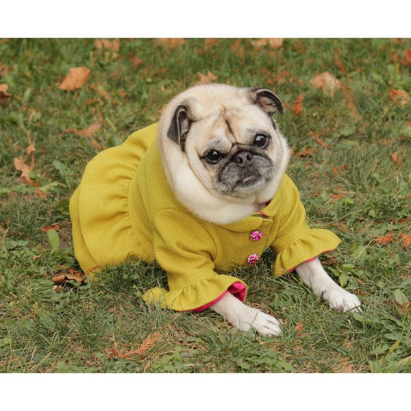 Sophisticated Pup Dog Ruffle Coat on Overstock.com