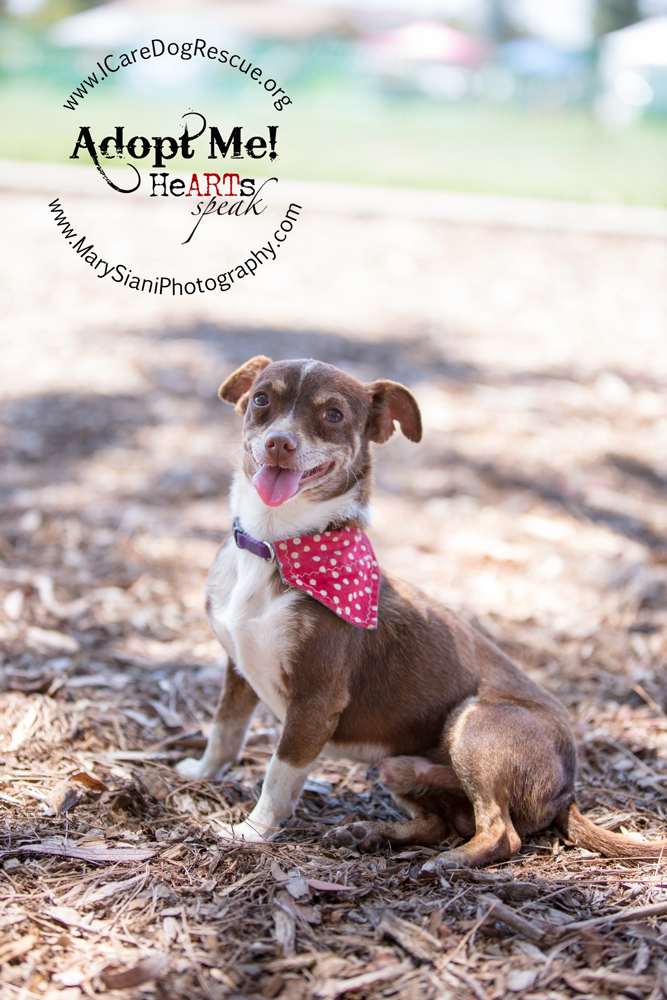 H4TH 2015 - Brewster 10 Millionth Adoption glamor shot2