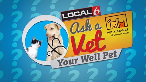 Ask a Vet: Your Well Pet