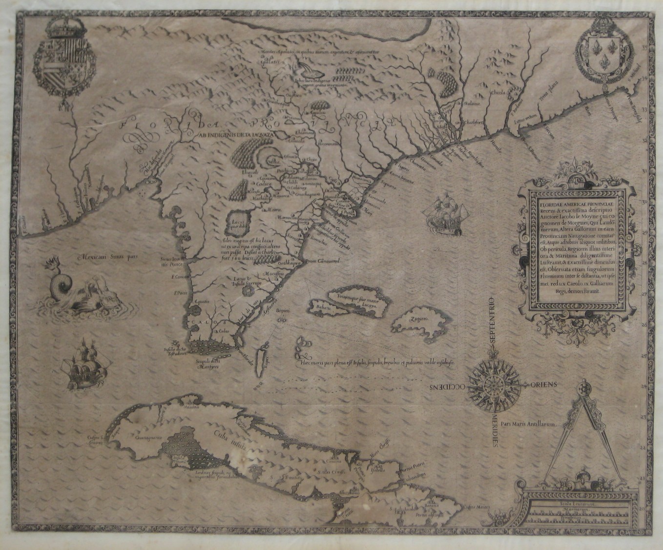 277debryfloridae Neuschafer 