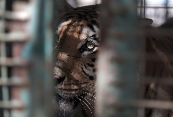 VIER PFOTEN_2016-06-10_028