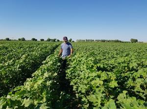 The Company's' Employee in a Cotton Field in Uzbekistan 